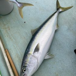 浅川沖でメジロなど