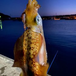 高知 アオリイカ 陸っぱり 釣り 魚釣り 釣果情報サイト カンパリ