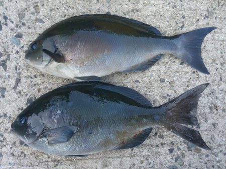 千鳥丸 釣果