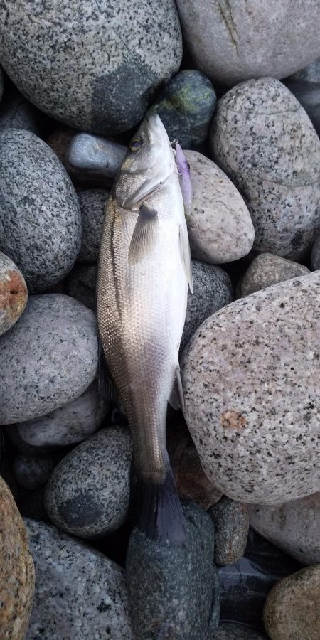 ホタルイカパターン 富山県 吉浦 早月川河口 シーバス スズキ セイゴ 陸っぱり 釣り 魚釣り 釣果情報サイト カンパリ