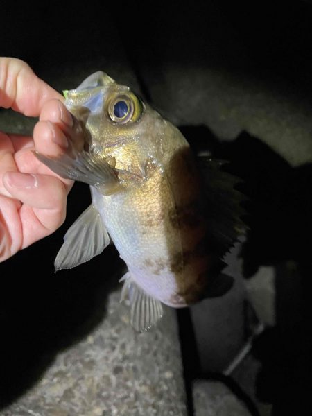 春告魚　春が来たぞ！！