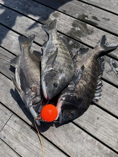 南港、年無しヘチ釣り