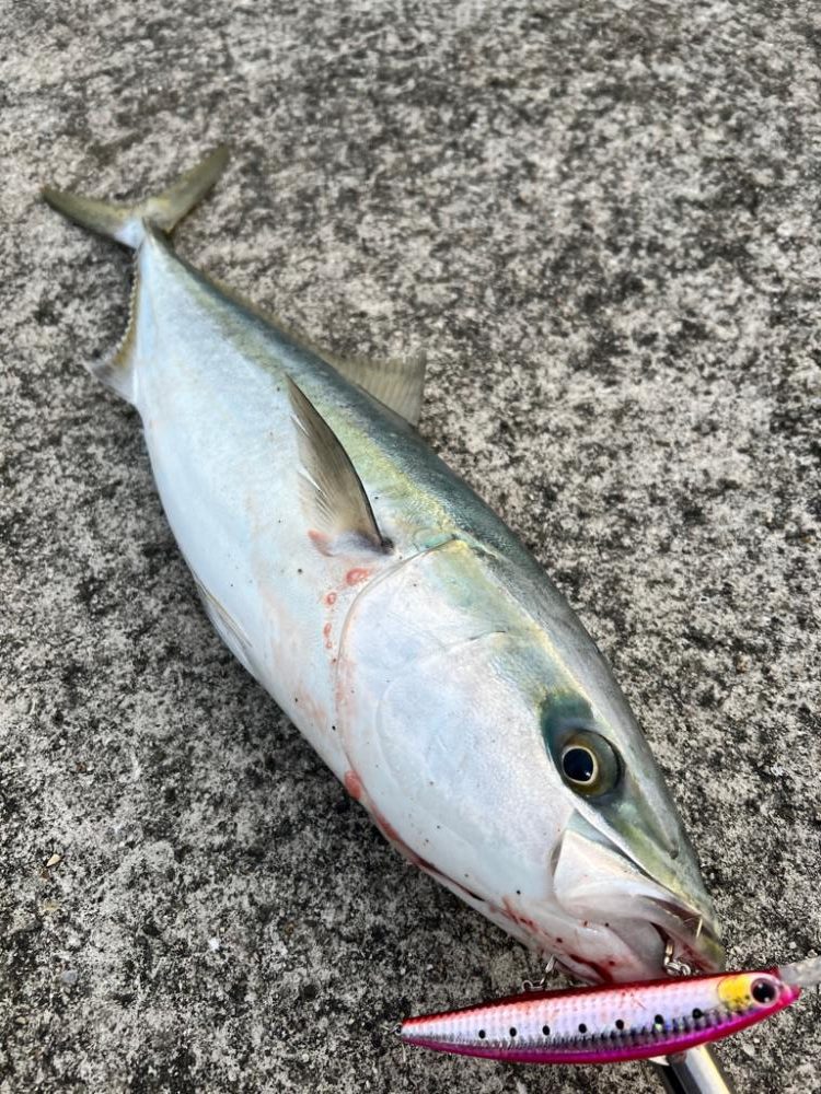 今年初ショア青物！