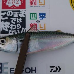 アジを求めてサバ釣果