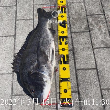 南港、年無しヘチ釣り