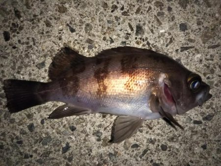 今日はチビメバルの数釣り