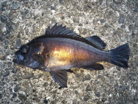 夜勤明け釣行で良型ゲット