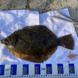 関西 カレイ 陸っぱり 釣り 魚釣り 釣果情報サイト カンパリ