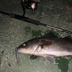 関西 シーバス 陸っぱり 釣り 魚釣り 釣果情報サイト カンパリ