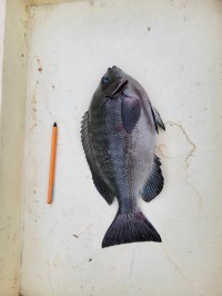 和歌山マリーナシティ釣り公園 釣果