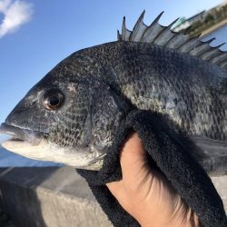 エビ撒き釣り