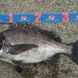 ちょこっとヘチ釣り  チヌ2枚