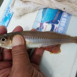 今シーズン初のキスが釣れました