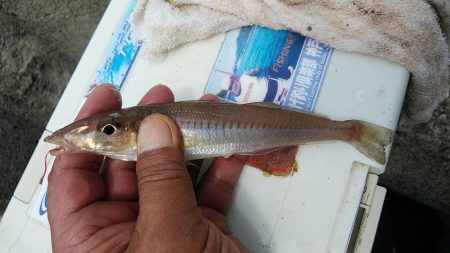 今シーズン初のキスが釣れました