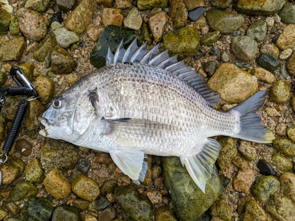 夕方の甲子園浜にて2発