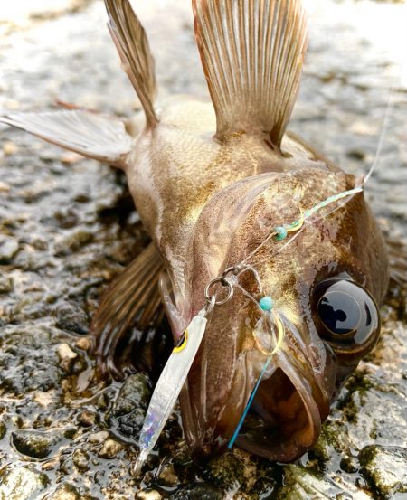 アジは釣れずとも、メバルが癒してくれました