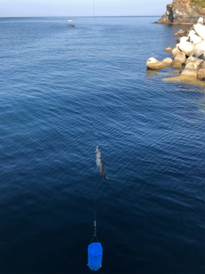 田ノ浦にて五目釣り