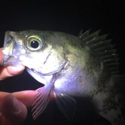 たかたか釣り日記