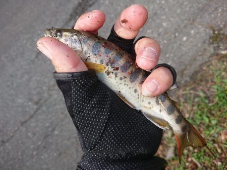 渓流釣り