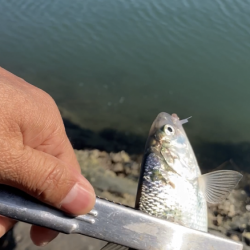 コノシロ釣り