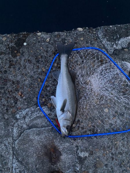 出勤前の短時間釣行