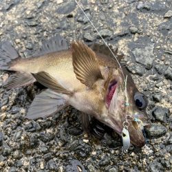 アジは釣れずとも、メバルが癒してくれました