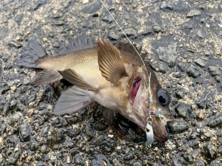 アジは釣れずとも、メバルが癒してくれました