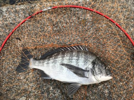 エビ撒き釣り