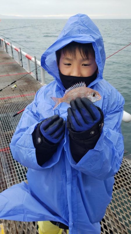 尺アジ釣れました