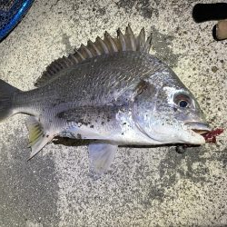 久々の陸っぱり釣行