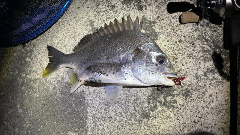 久々の陸っぱり釣行