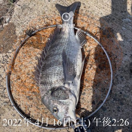 南港ヘチ釣り