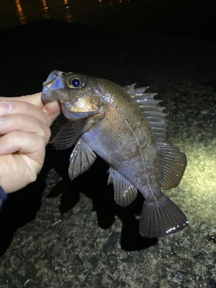 海藻ねらい