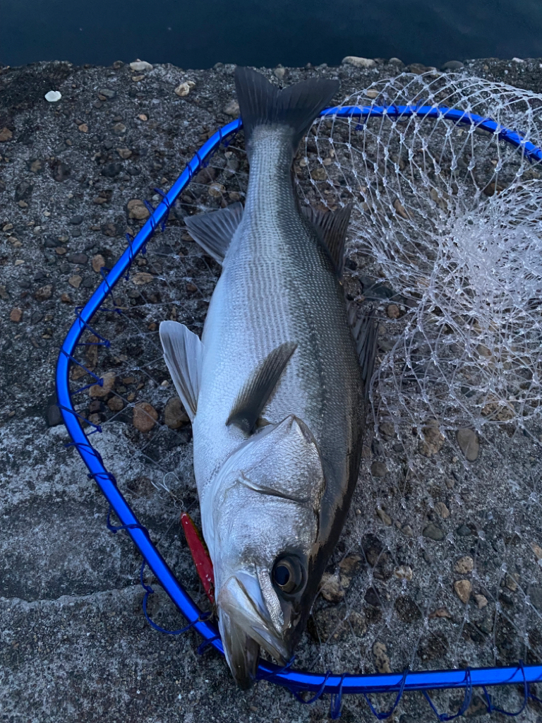 出勤前の短時間釣行