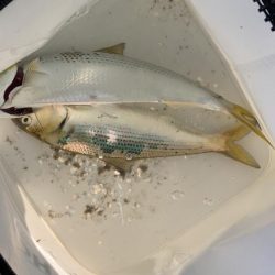 コノシロ釣り