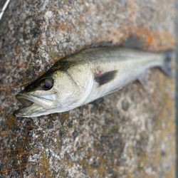 エビ撒き釣り