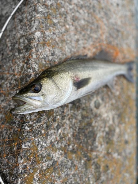 エビ撒き釣り