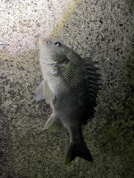 久々の陸っぱり釣行