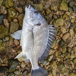 夕方の甲子園浜にて2発