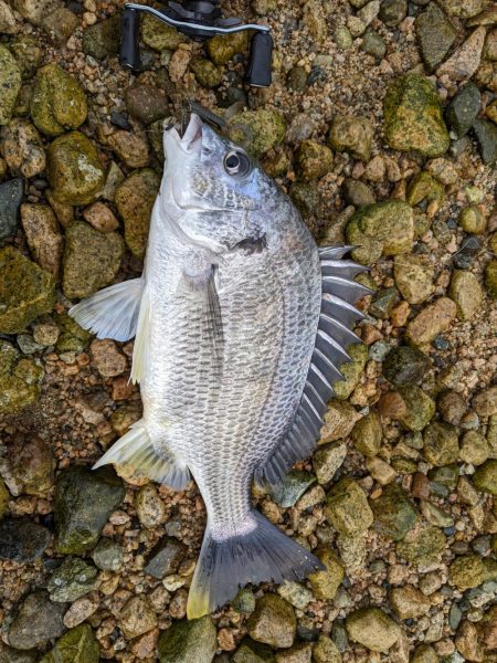 夕方の甲子園浜にて2発