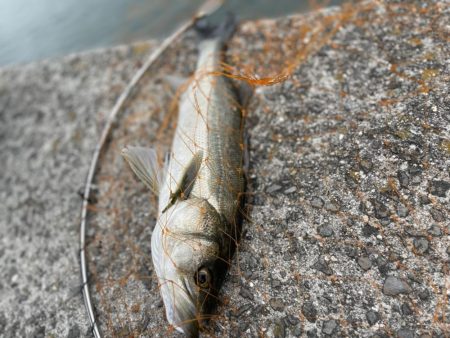 エビ撒き釣り