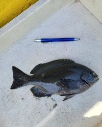 和歌山マリーナシティ釣り公園 釣果