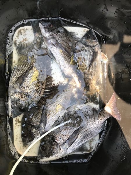 黒鯛釣りの大会に参加しました