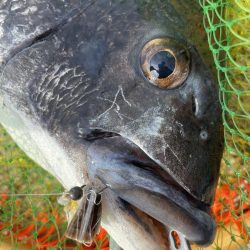 南港ヘチ釣り