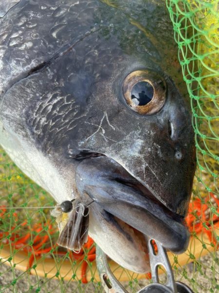 南港ヘチ釣り