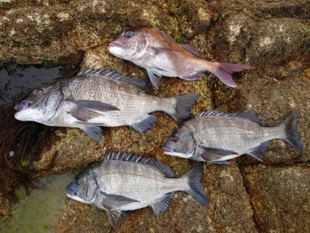 やっと釣れた年無し！