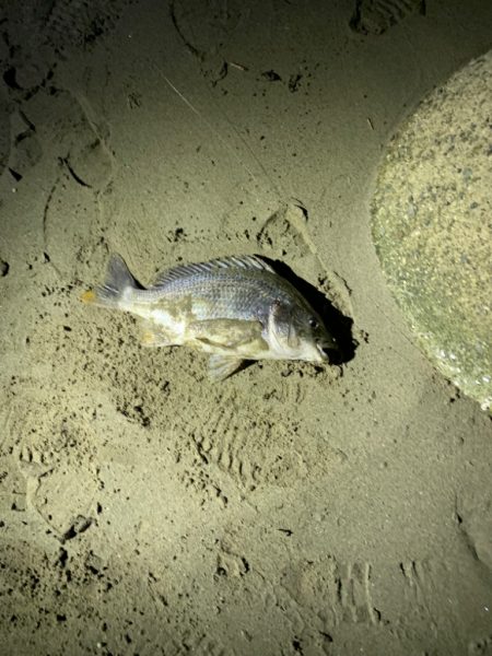 親父たちの釣行　