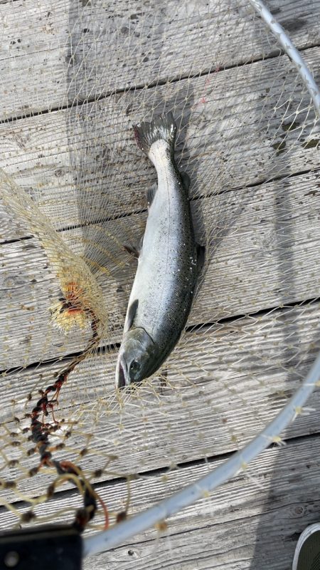 海恵サーモン最終釣行