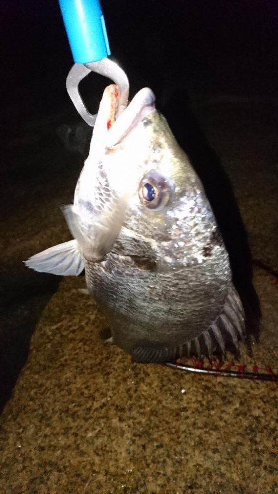 シーバス釣り 初場所