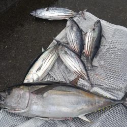 関西 カツオ ジギング船 釣り船 釣果情報サイト カンパリ